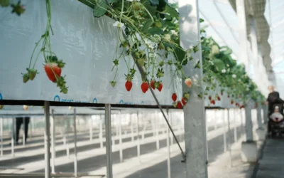 Infarm: granjas verticales hidropónicas para supermercados