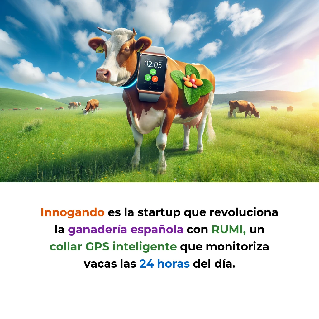 Innogando: El Smartwatch Gallego que Está Revolucionando la Ganadería Española - Esta startup de Galicia ha creado un collar inteligente que detecta enfermedades en vacas 48 horas antes que el ojo humano - Carousel Image