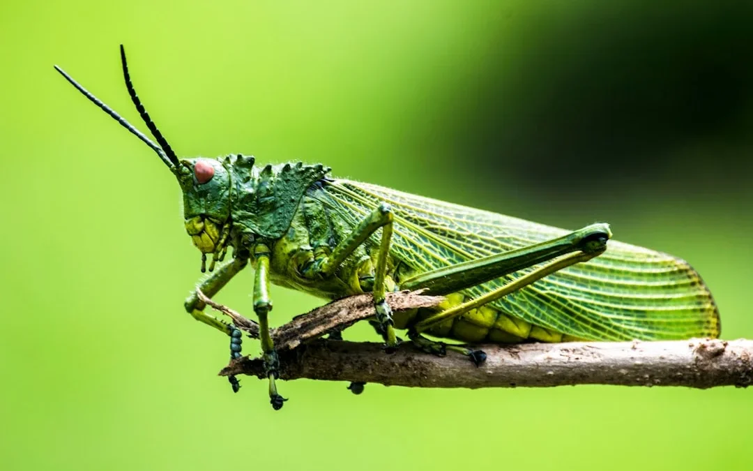 Tebrio: granja de insectos más grande del mundo en España